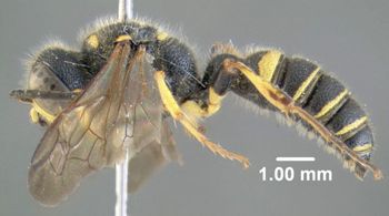 Media type: image;   Entomology 603063 Aspect: habitus lateral view